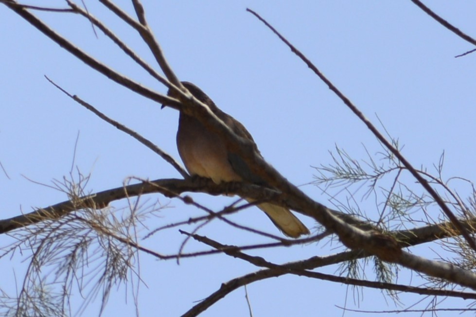 Laughing Dove - ML652097971