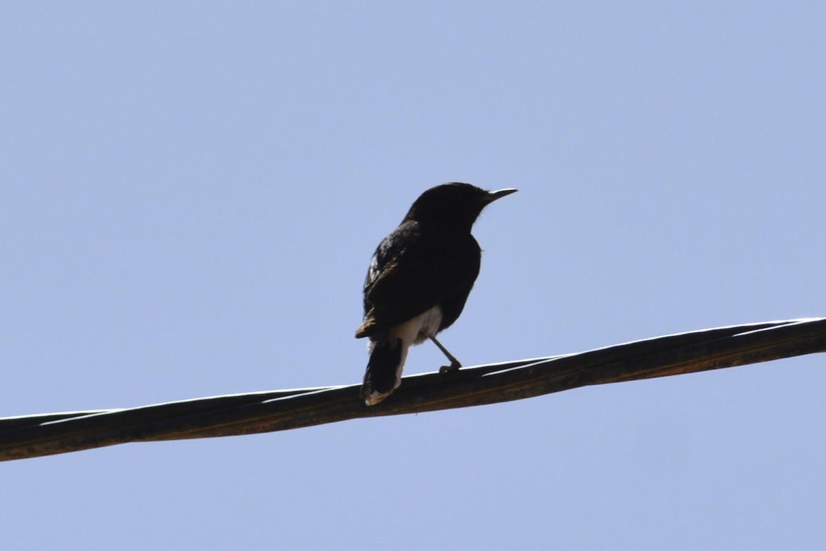 White-crowned Wheatear - ML652098017