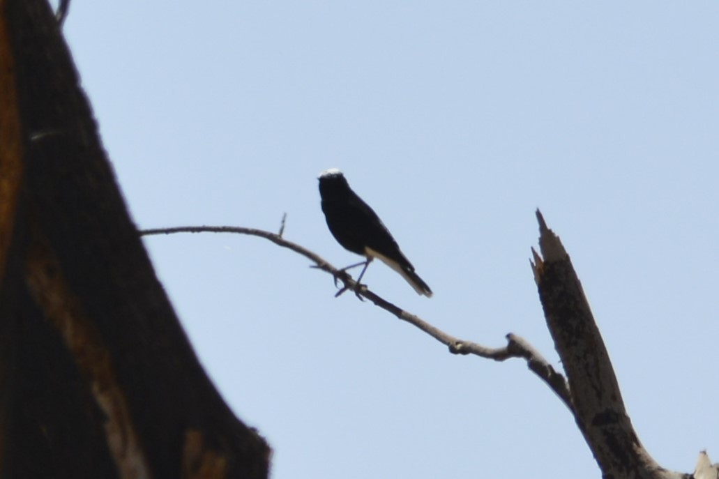 White-crowned Wheatear - ML652098018