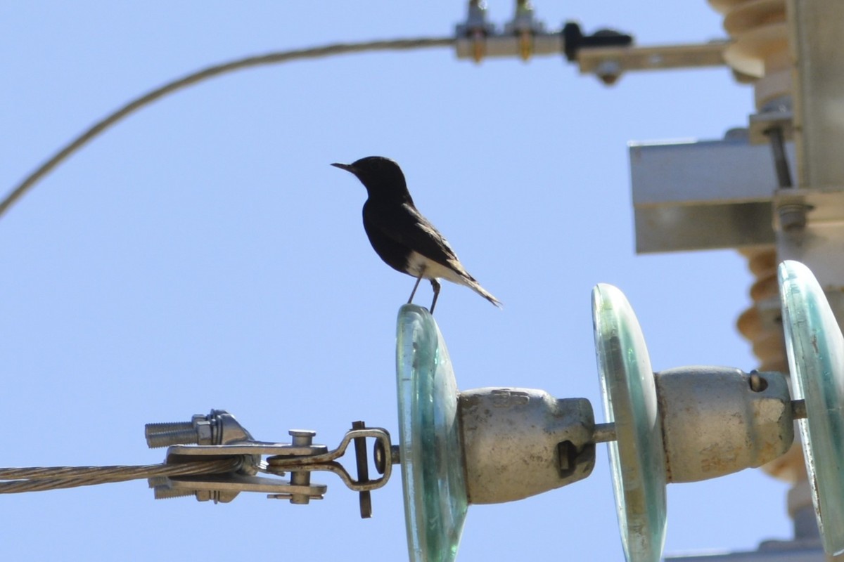 White-crowned Wheatear - ML652098019
