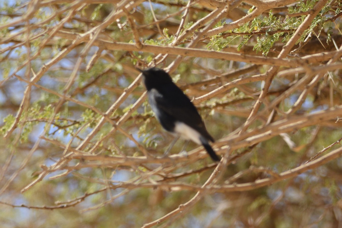 White-crowned Wheatear - ML652098020