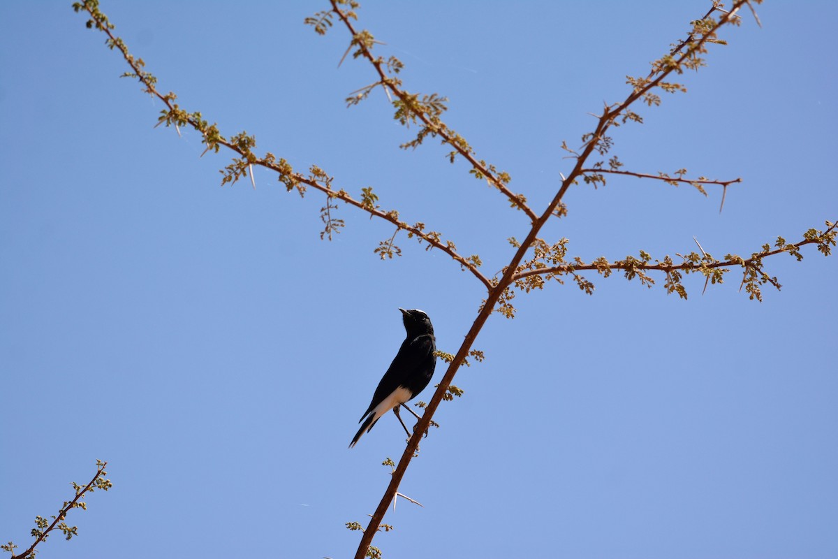 White-crowned Wheatear - ML652098021