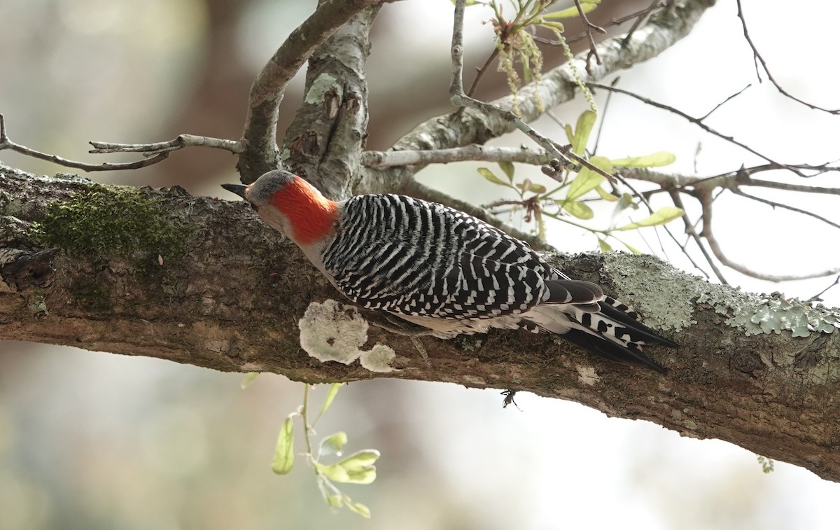 eBird Checklist - 3 Mar 2026 - Florida, Hernando, Powell Road - 14 species