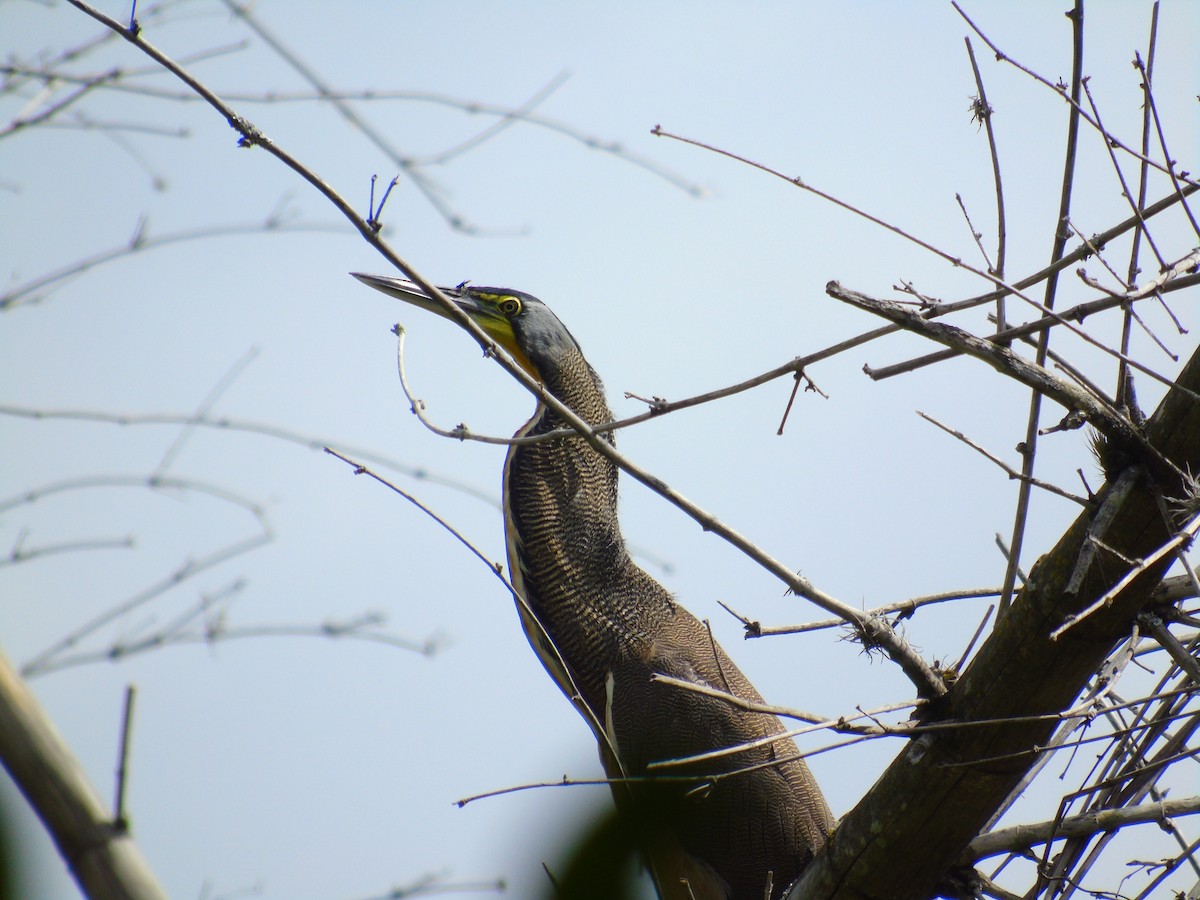 Bare-throated Tiger-Heron - ML652098085