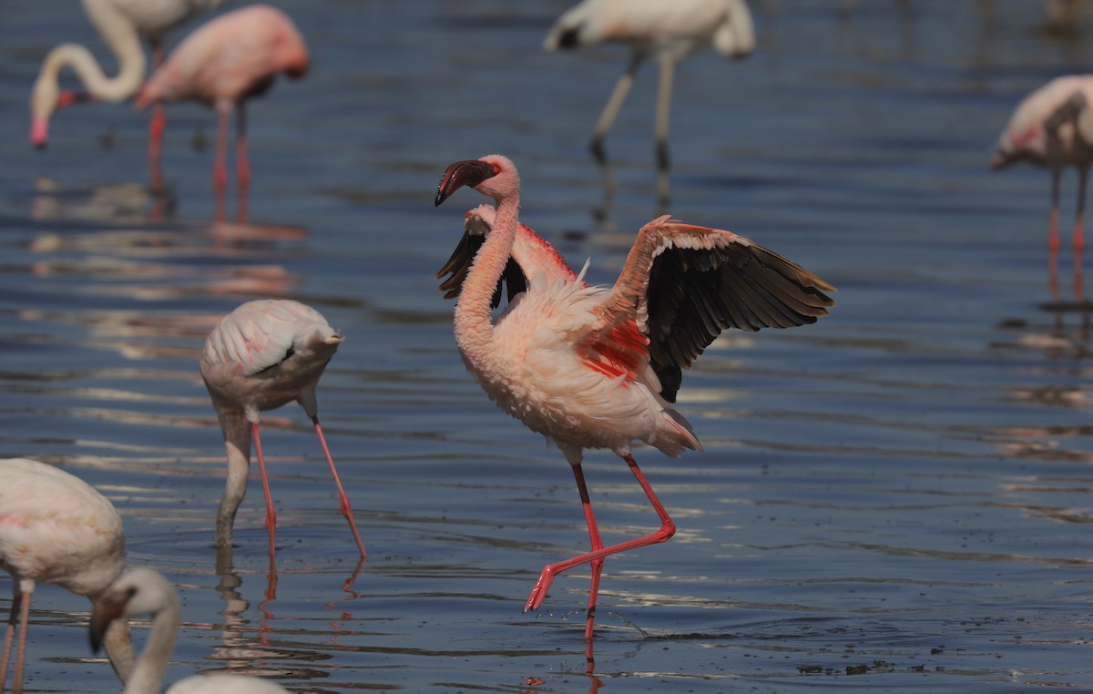 Lesser Flamingo - ML652098087