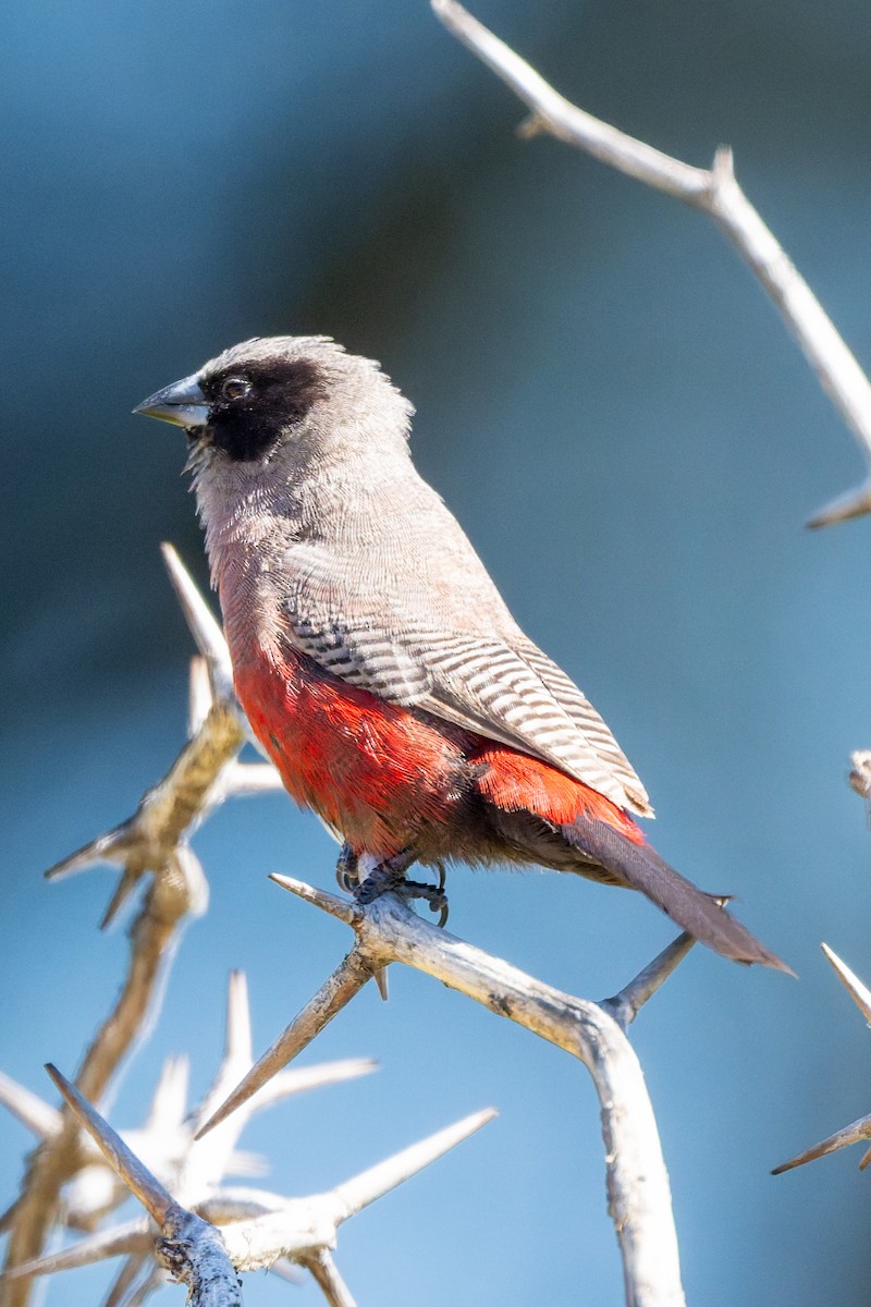 Black-faced Waxbill - ML652098105