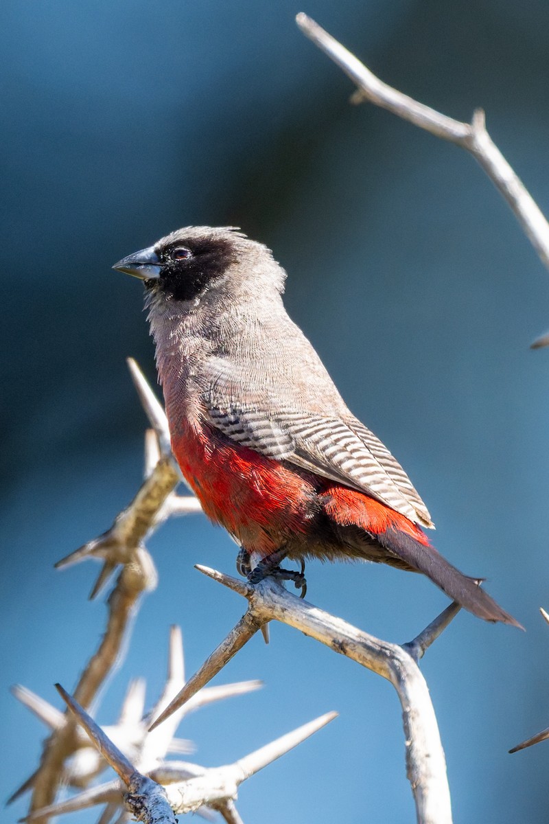 Black-faced Waxbill - ML652098109