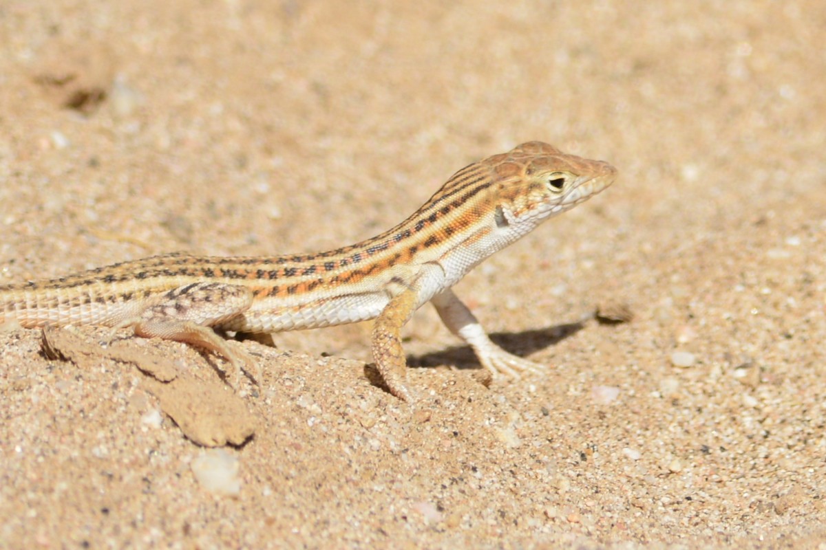 Bosc's Fringe-toed lizard - ML652098118