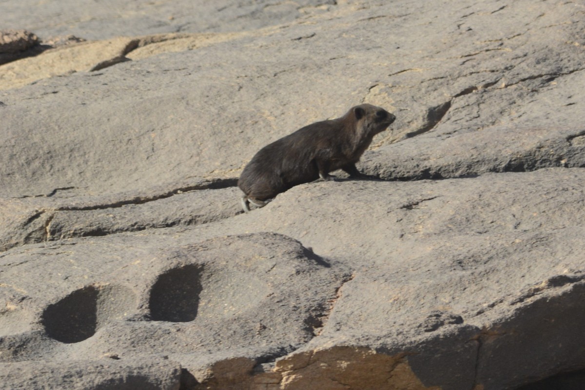Rock Hyrax - ML652098120