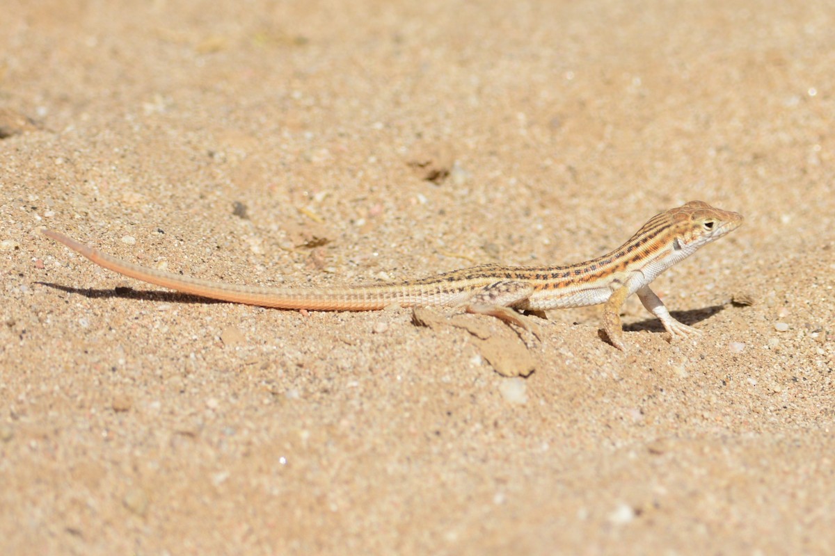 Reptiles - ML652098123