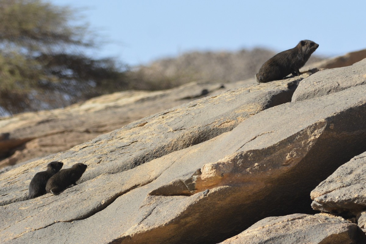 Rock Hyrax - ML652098125