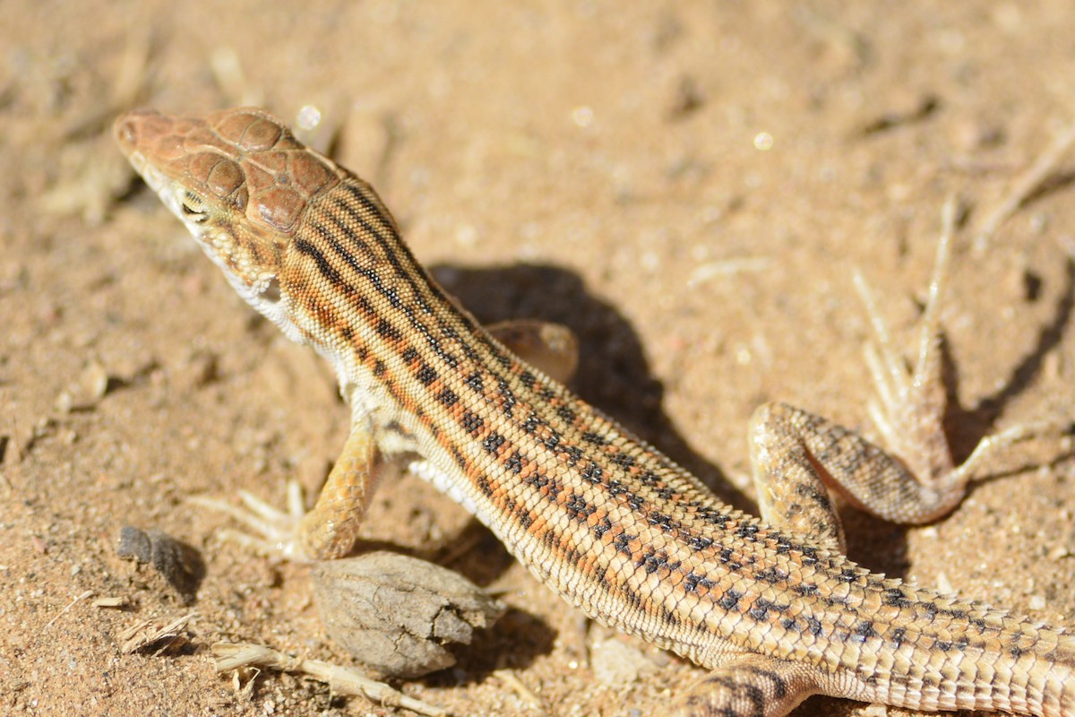 Bosc's Fringe-toed lizard - ML652098126