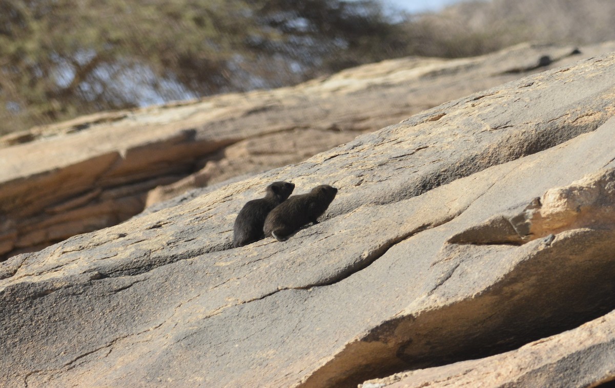 Rock Hyrax - ML652098127