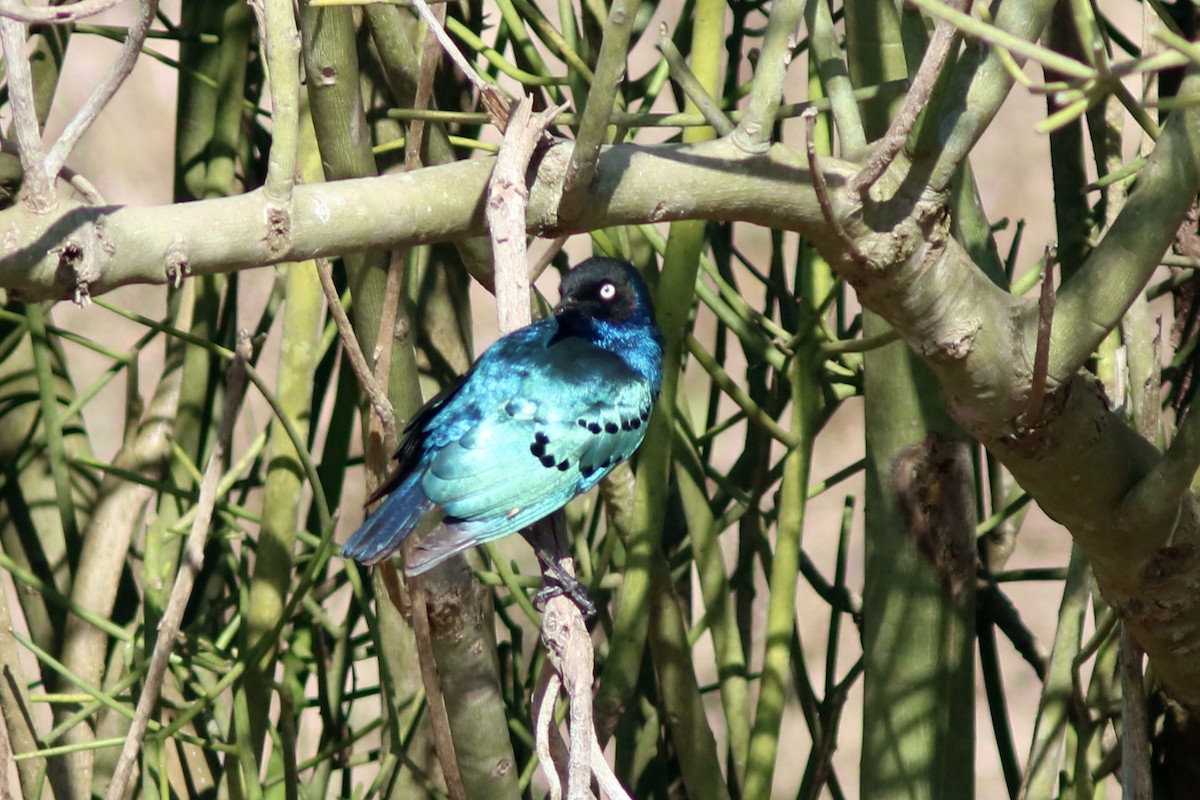 Трёхцветный спрео - ML652098149