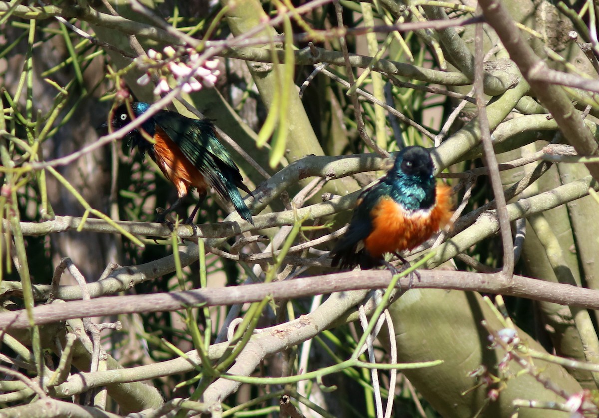 Трёхцветный спрео - ML652098171