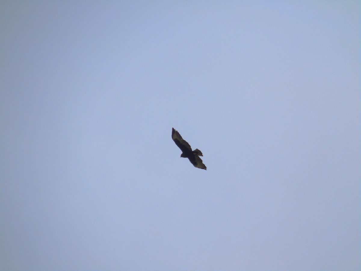 Zone-tailed Hawk - ML652098179