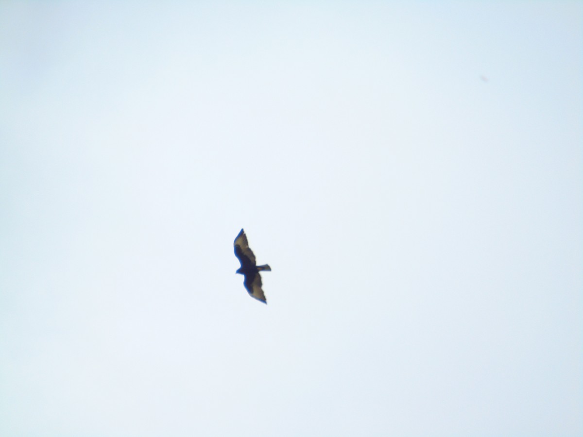 Zone-tailed Hawk - ML652098181