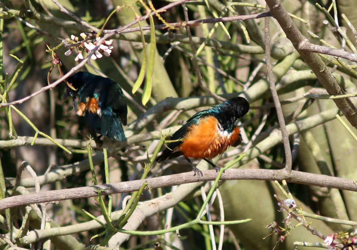 Трёхцветный спрео - ML652098197