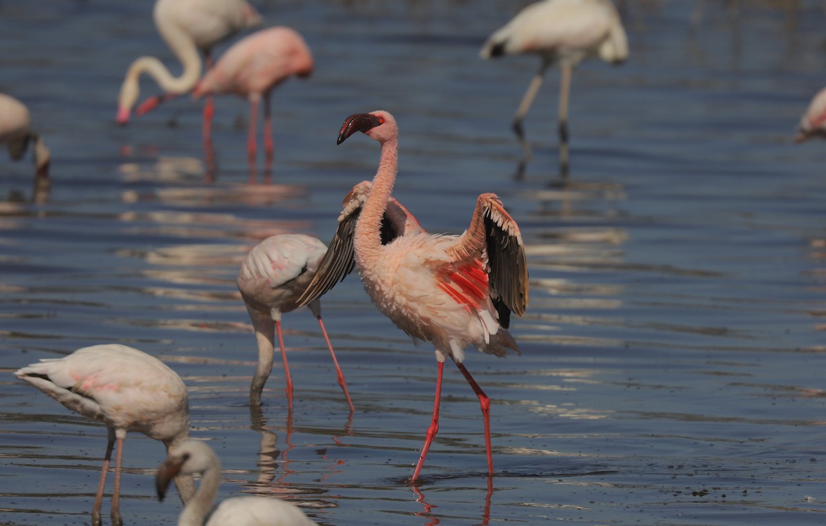 Lesser Flamingo - ML652098225
