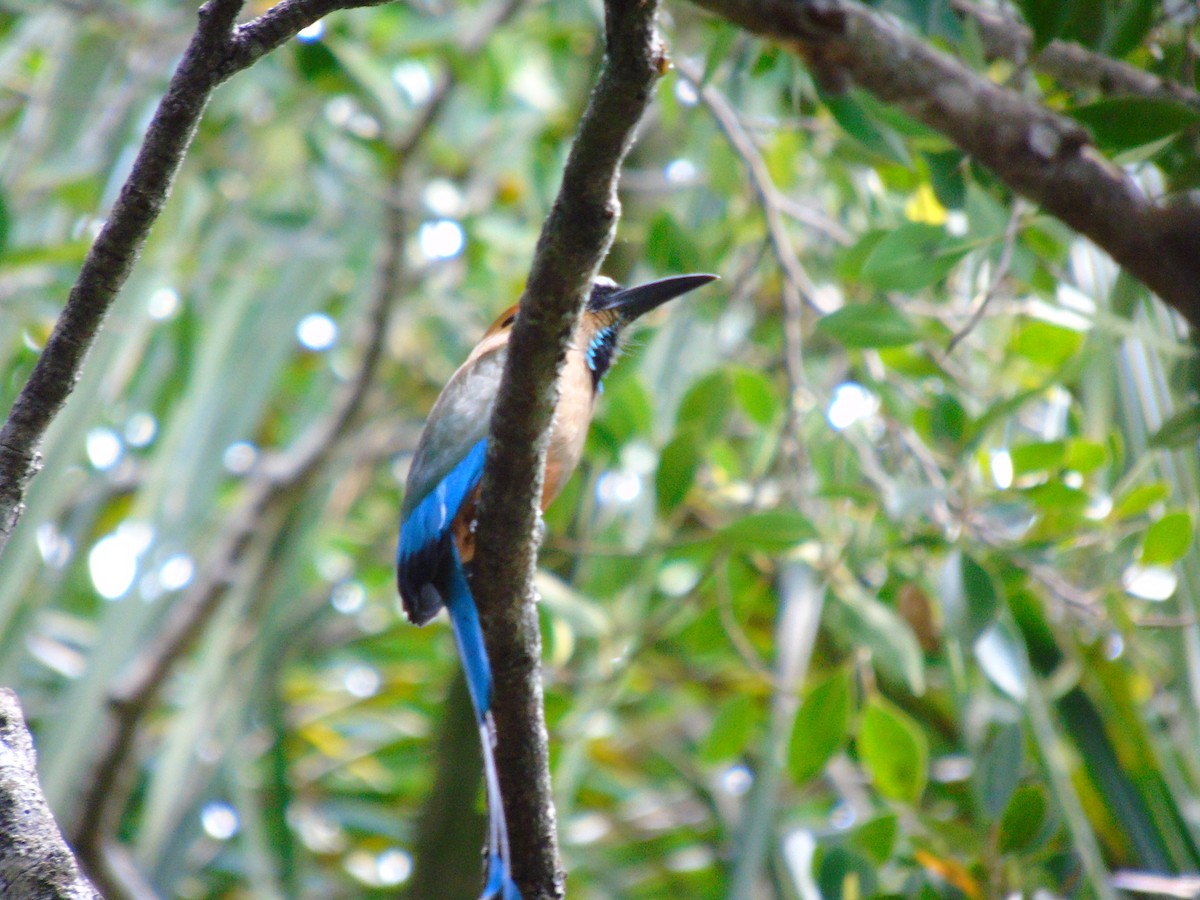 Turquoise-browed Motmot - ML652098239