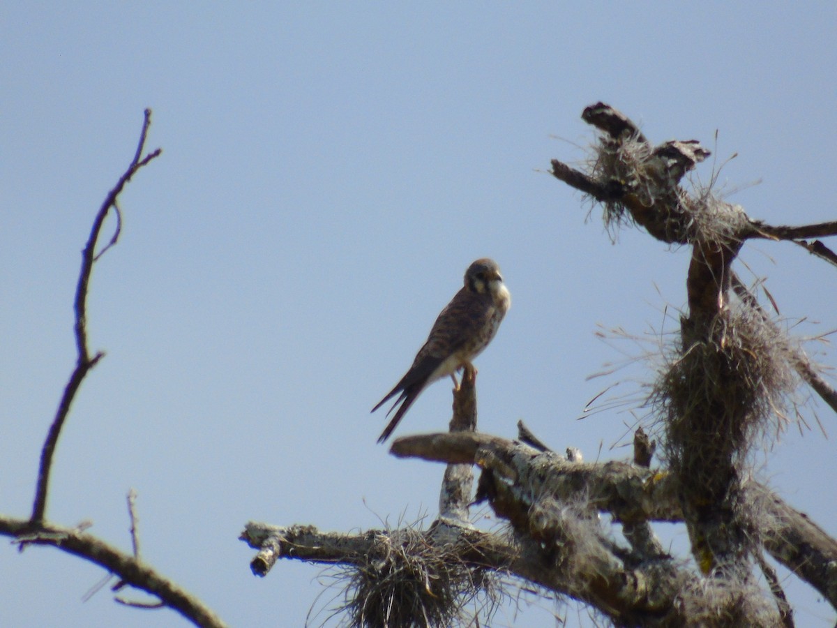 American Kestrel - ML652098271