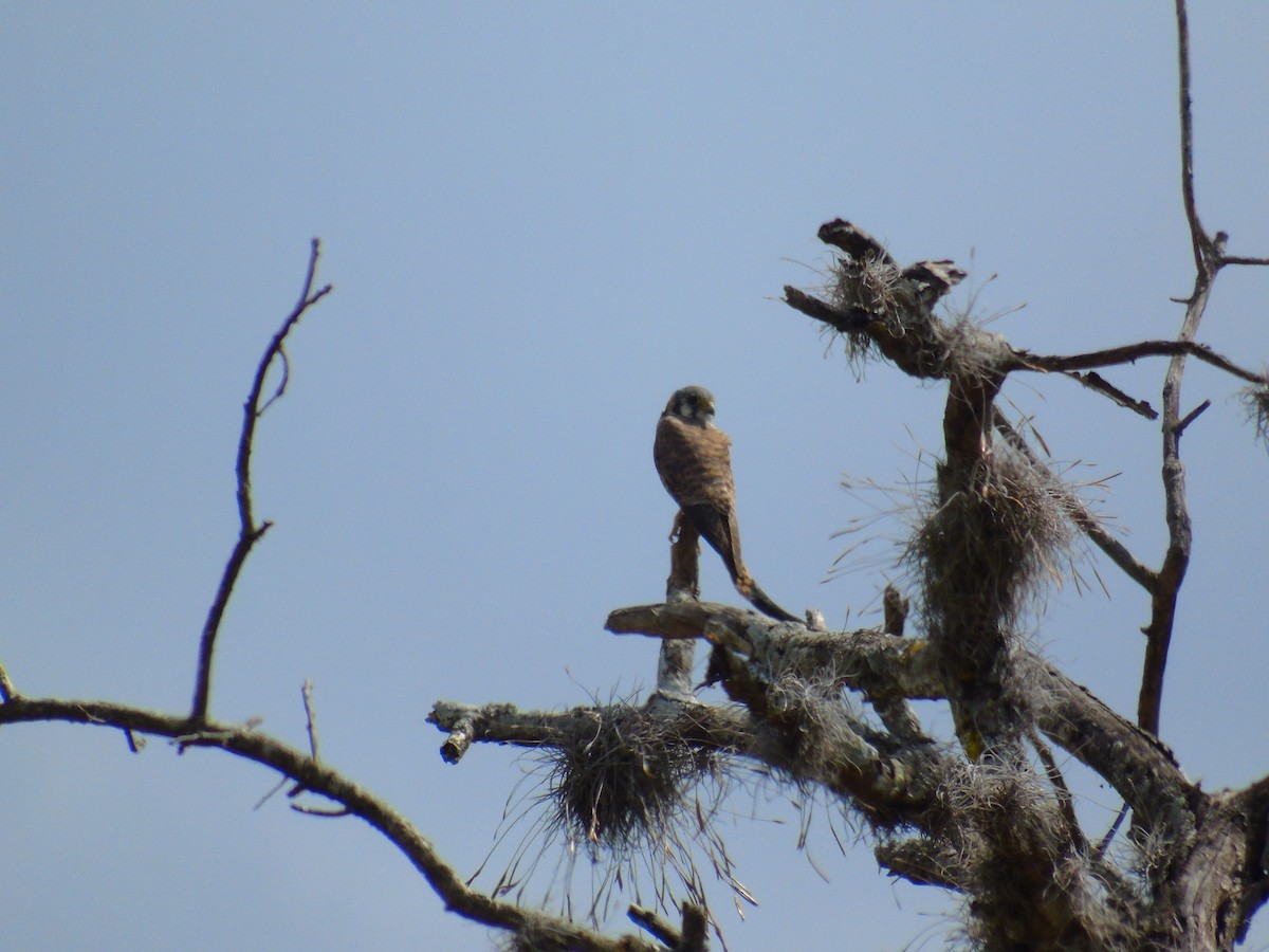 American Kestrel - ML652098272