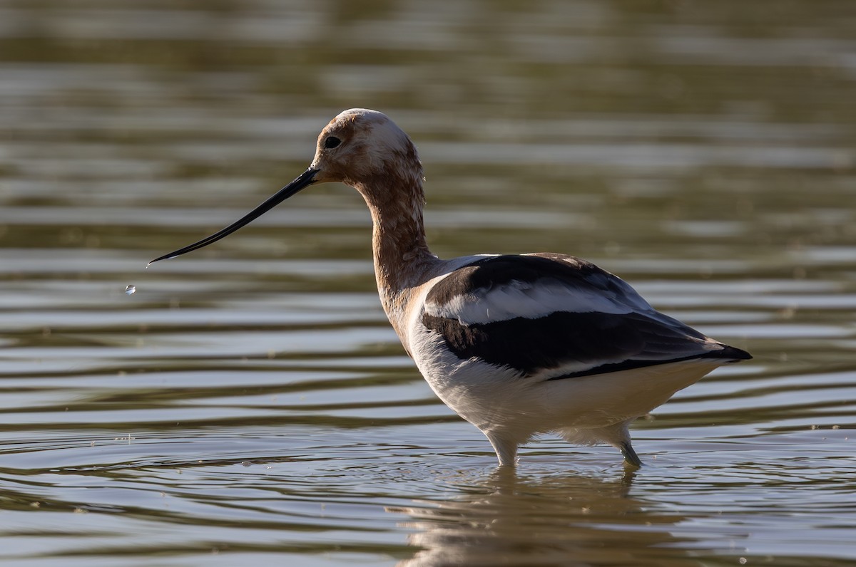 Avocette d'Amérique - ML652098305