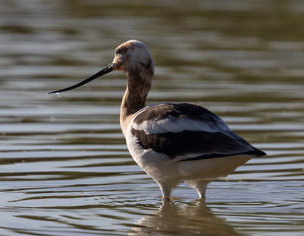 Avocette d'Amérique - ML652098309