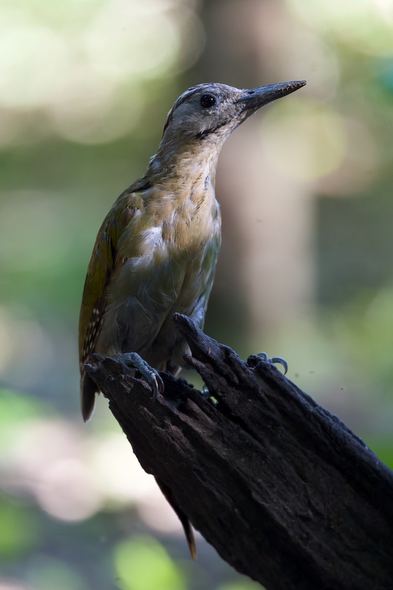 Gray-headed Woodpecker - ML652098370