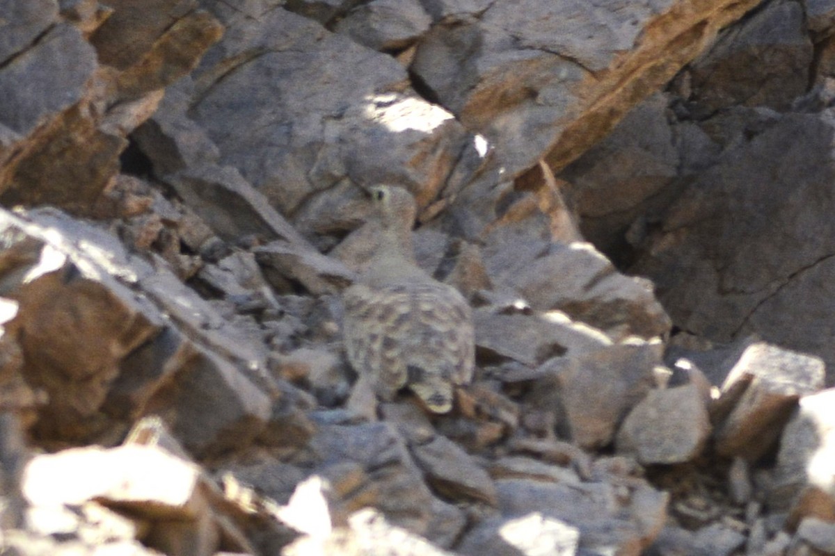 Lichtenstein's Sandgrouse - ML652098411