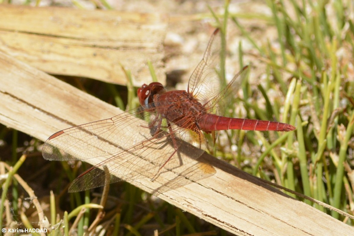 Broad Scarlet - ML652098419