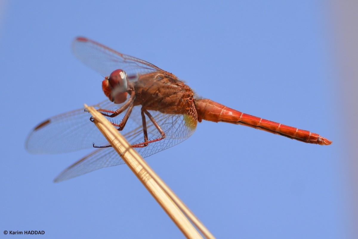 Broad Scarlet - ML652098421