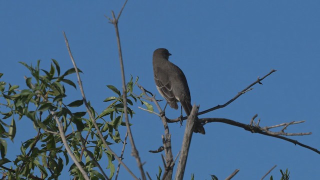 Northern Mockingbird - ML652098475