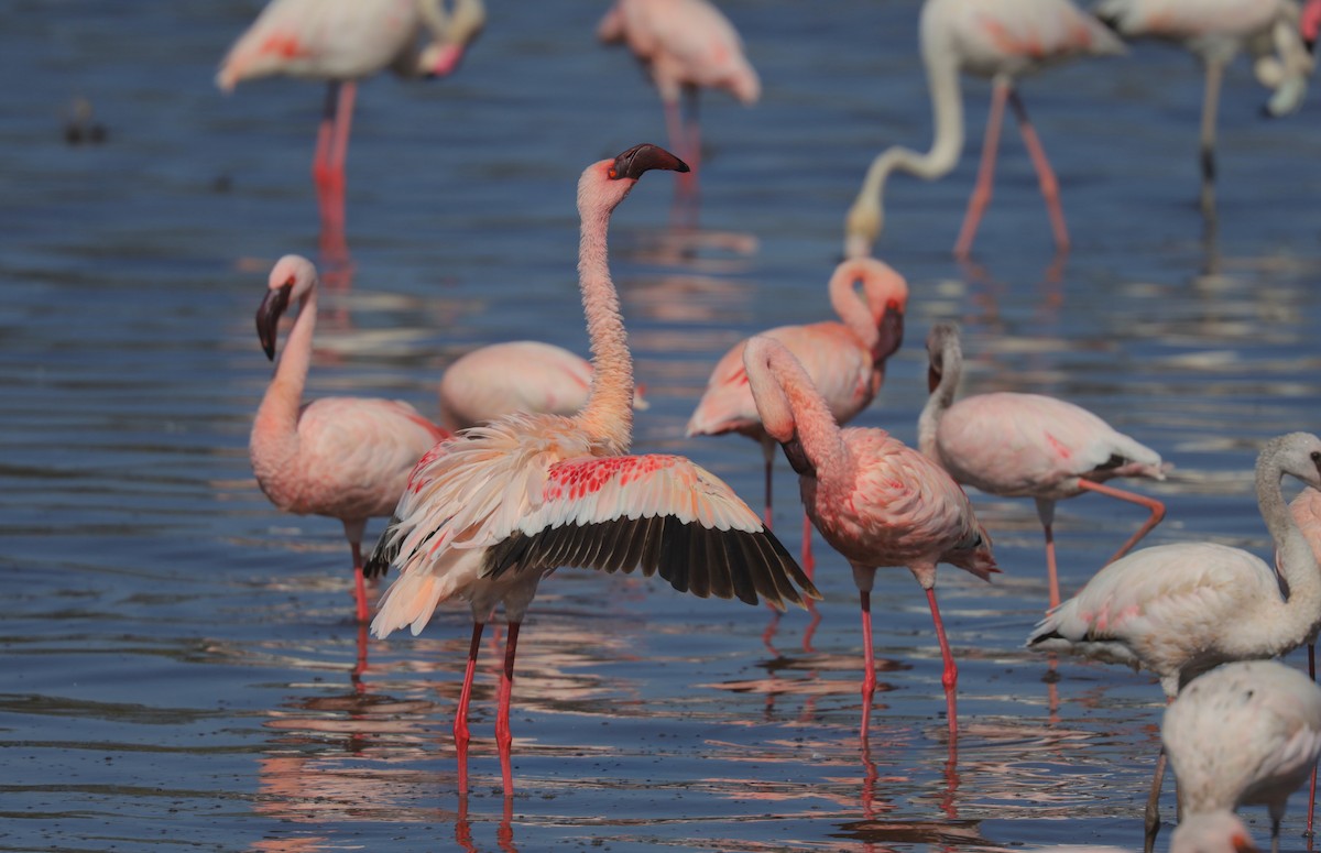 Lesser Flamingo - ML652098538