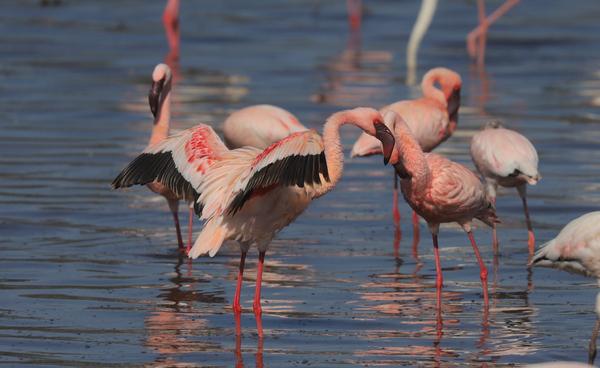 Lesser Flamingo - ML652098544