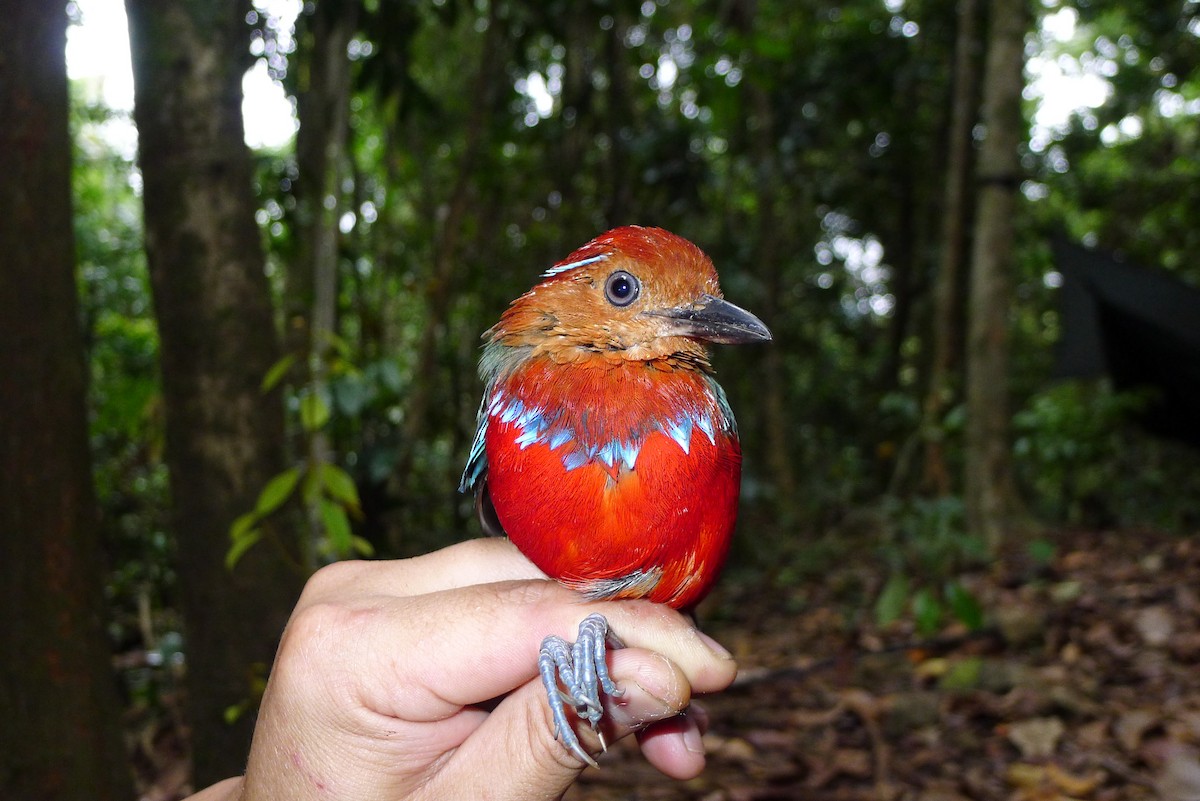 Blue-banded Pitta - ML65209861