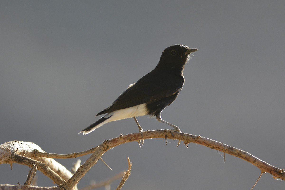 White-crowned Wheatear - ML652098662