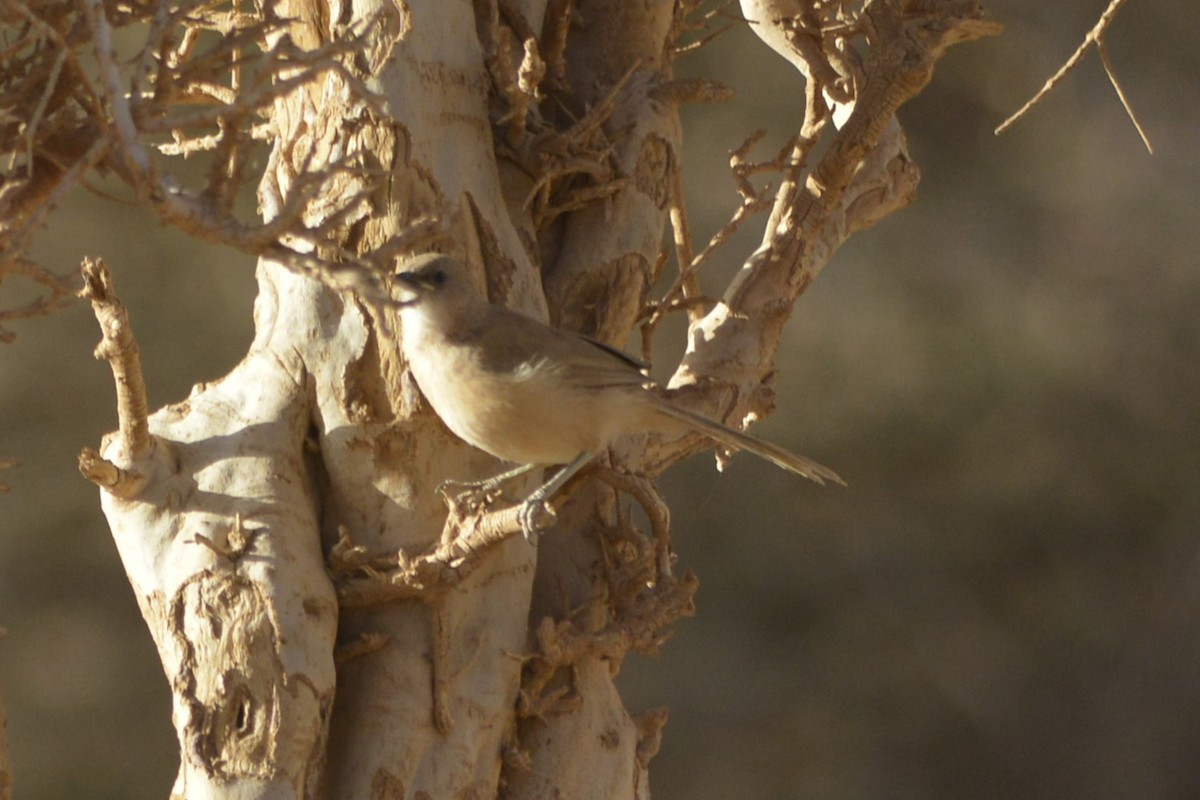 Fulvous Chatterer - ML652098669