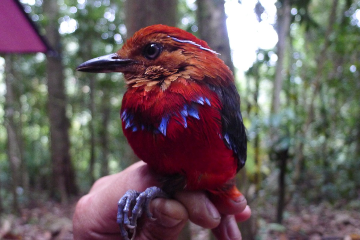 Blue-banded Pitta - ML65209871