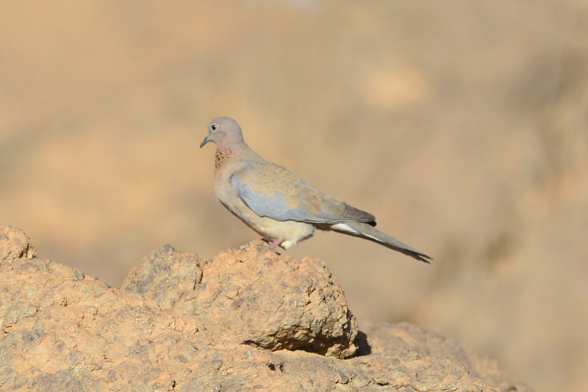 Laughing Dove - ML652098738