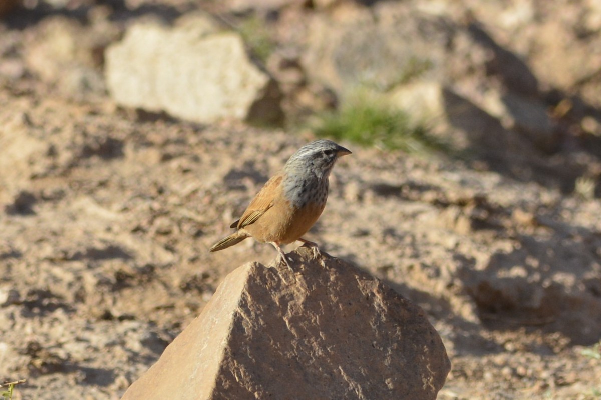 House Bunting - ML652098774