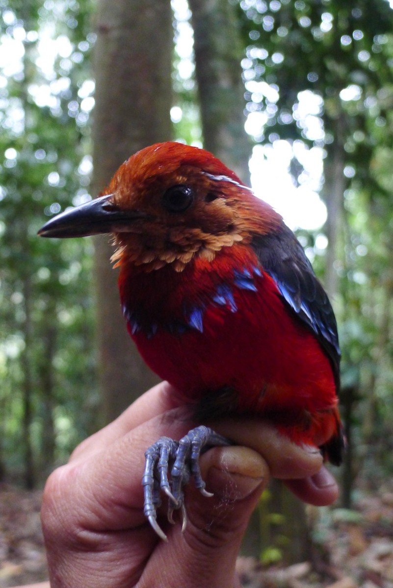 Blue-banded Pitta - ML65209881