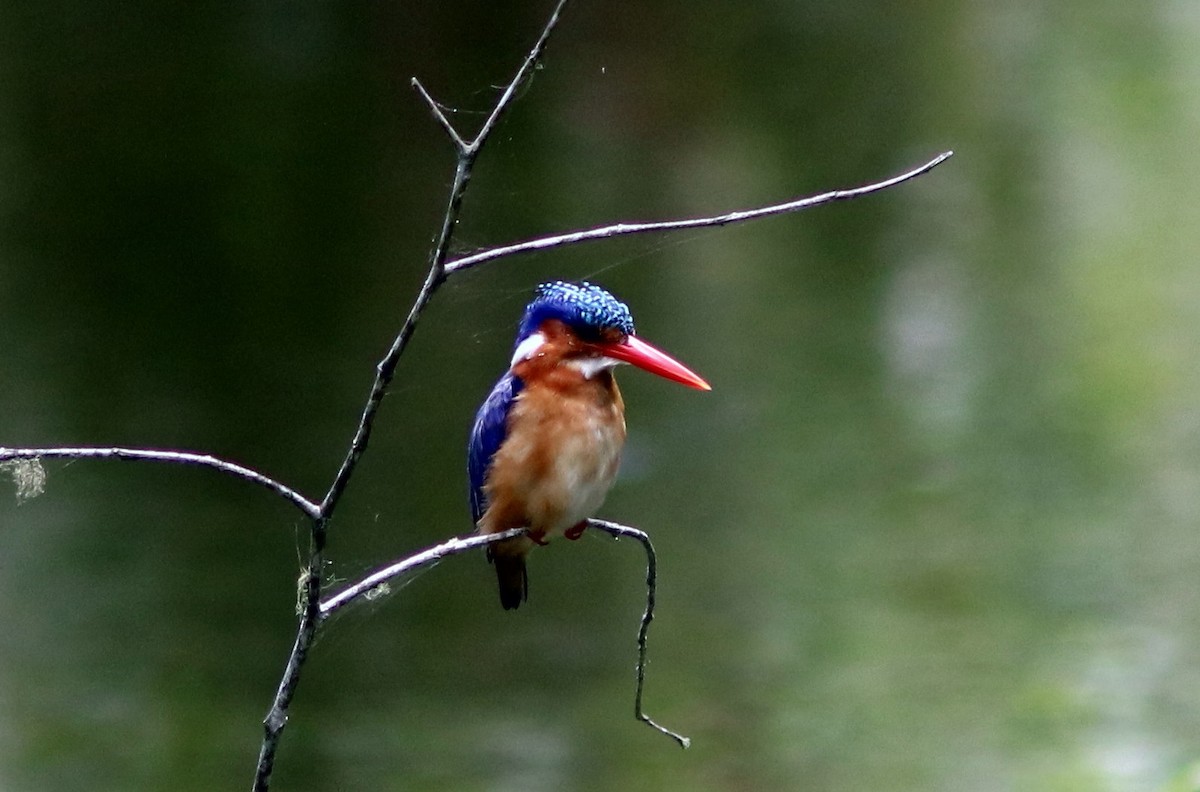 Малахитовый зимородок [группа cristatus] - ML652098817