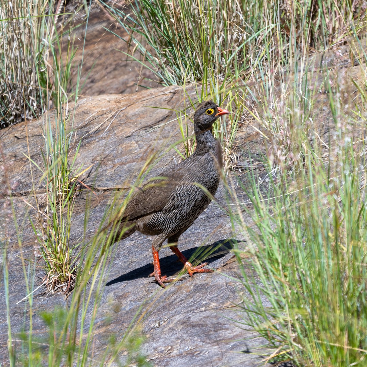 サザナミシャコ - ML652098848