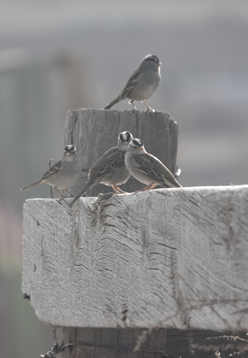 Bruant à couronne blanche - ML652098903