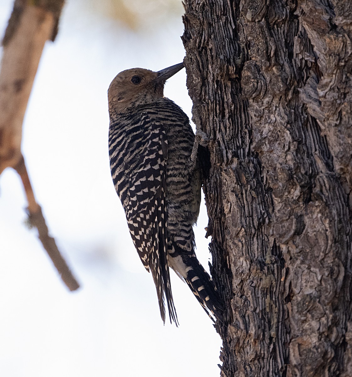 Williamson's Sapsucker - ML652098917