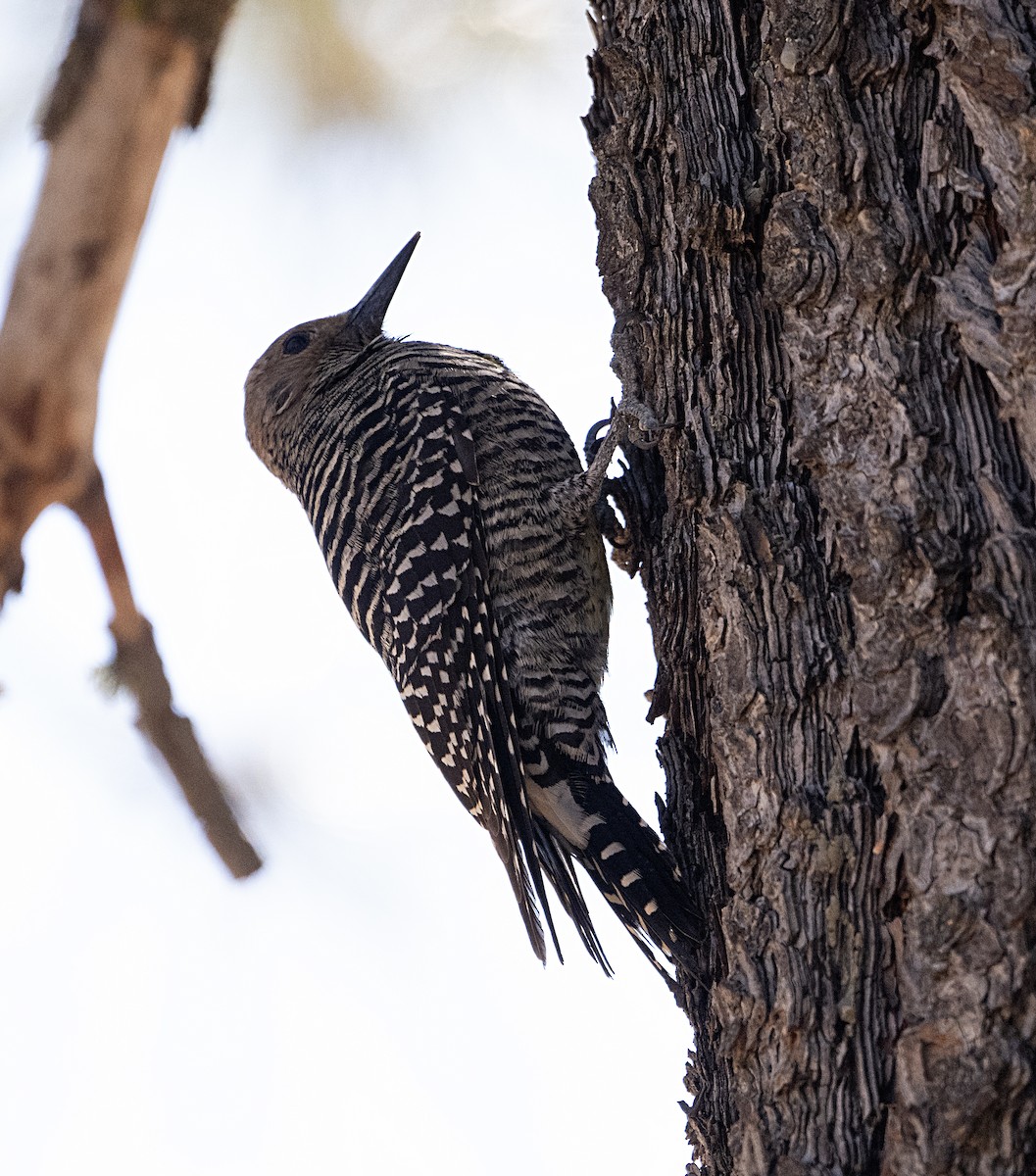 Williamson's Sapsucker - ML652098918