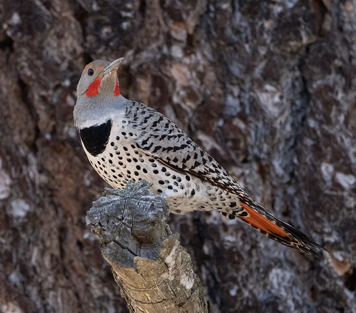 Northern Flicker - ML652098928