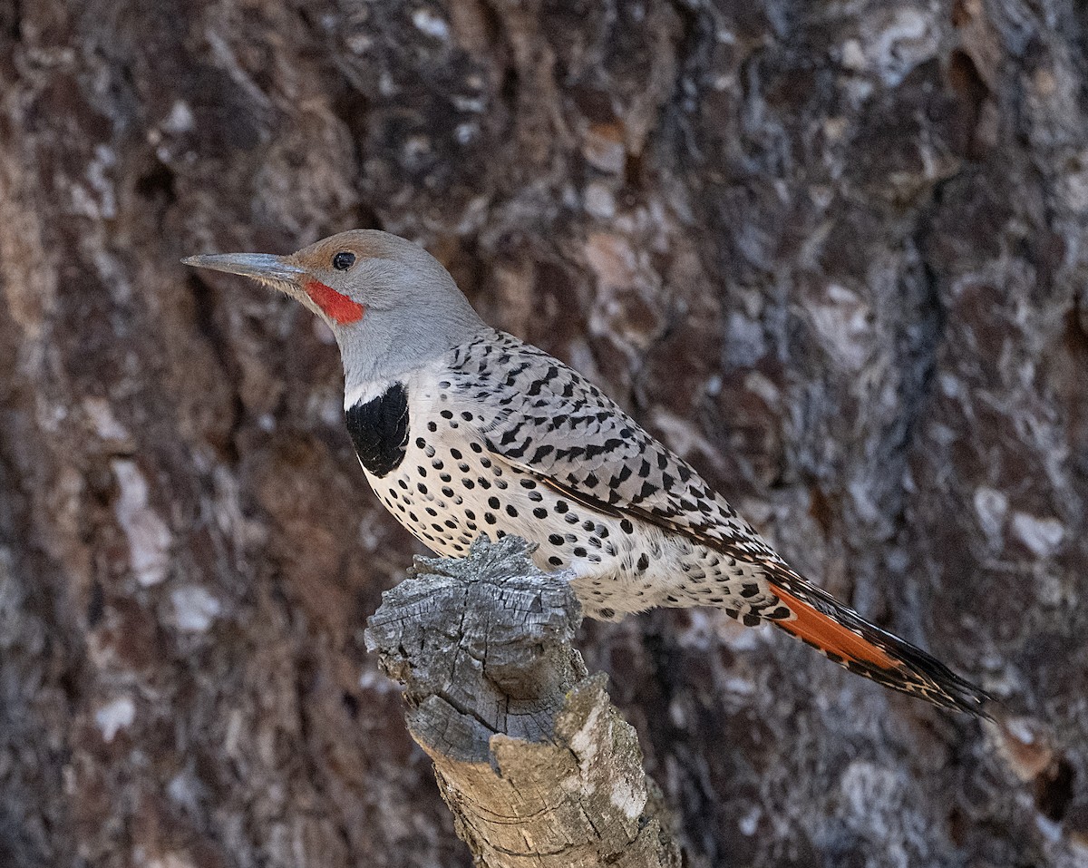 Northern Flicker - ML652098930