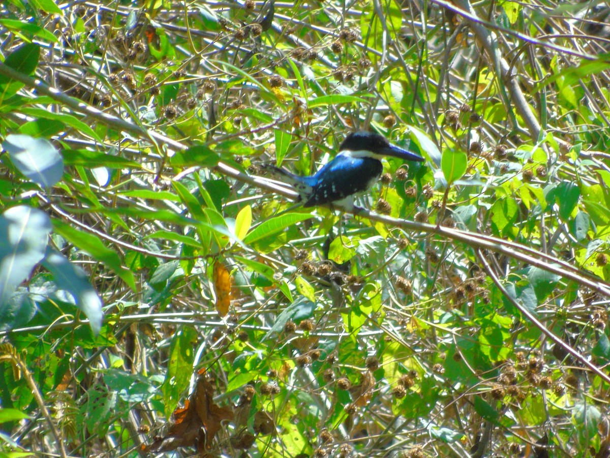 Green Kingfisher - ML652098939